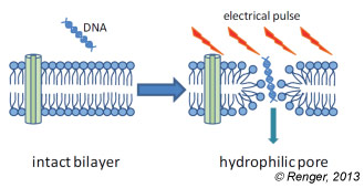 Bioelectrochemical Society Bioelectrochemical Society